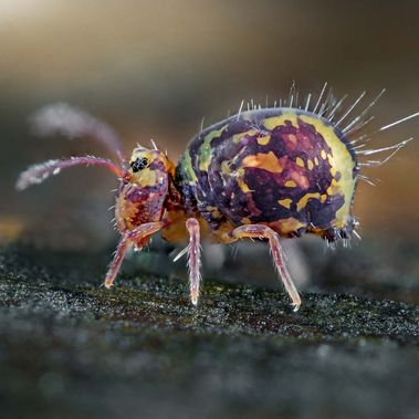 Foto eines Bunten Kugelspringers - einem winzigen, violett gescheckten Insekt - an einem Baumstamm.