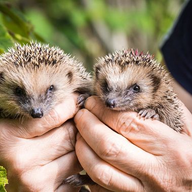 Publikumsliebling Igel: Als Botschafter für alle wilden Gartenbewohner wirbt er als Gartentier des Jahres 2020 für naturnahe Gärten.