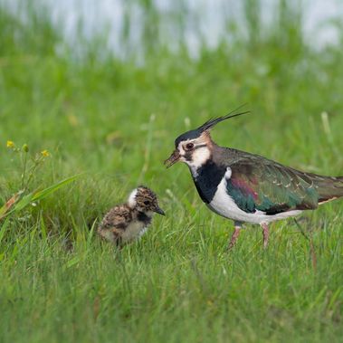 Kiebitz mit Küken im Gras