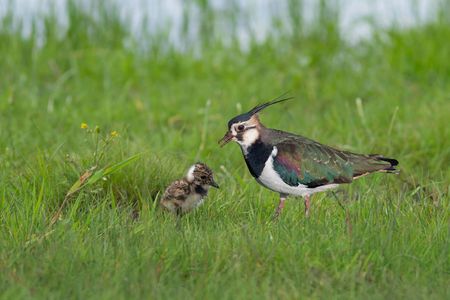 Kiebitz mit Küken im Gras