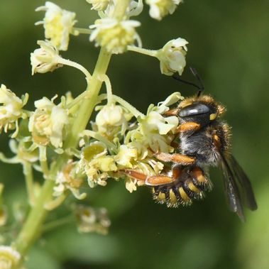 Hoffnung für die Wildbienen? Spalten-Wollbiene auf einer Brachfläche.