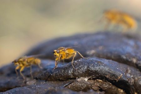 Eine ockerfarbene Fliege, deutlich graziler als eine normale Stubenfliege, sitzt auf einem Dunghaufen.