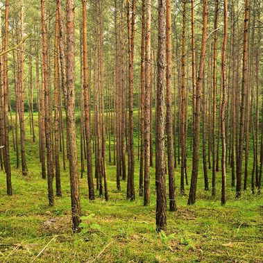 Foto: AdobeStock.com, Dariusz Leszczyríski