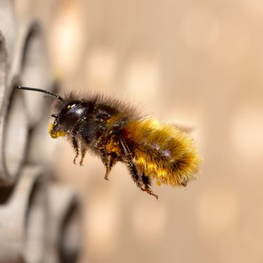 Wildbiene fliegt auf eine Niströhre zu