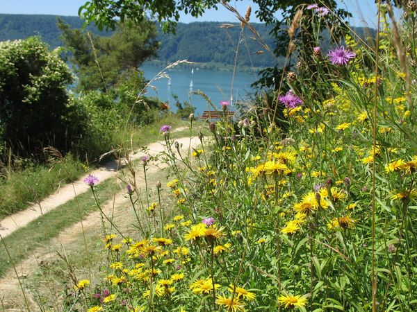 Vom Blütenweg in der Sipplinger Steiluferlanschaft hat man einen hervorragende Aussicht auf den Bodensee. Foto: Jochen Kübler