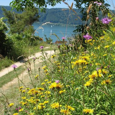 Vom Blütenweg in der Sipplinger Steiluferlanschaft hat man einen hervorragende Aussicht auf den Bodensee. Foto: Jochen Kübler