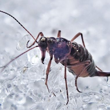 Schneefloh oder Winterhaft (Boreus hyemalis) in Sielmanns Naturlandschaft Kyritz-Ruppiner Heide.