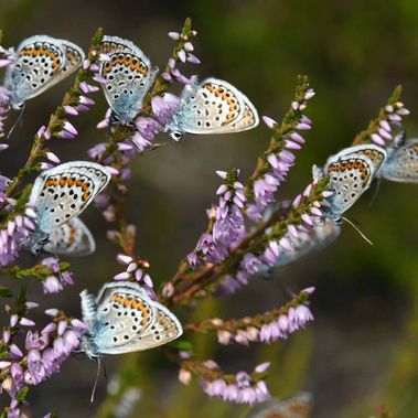 Mehrere Argusbläulinge (Plebejus argus) sitzen auf den Blüten der Besenheide. 