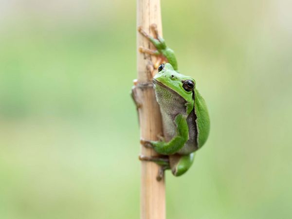 Ein Laubfrosch sitzt an einem Pflanzenstängel.