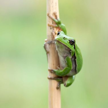 Ein Laubfrosch sitzt an einem Pflanzenstängel.