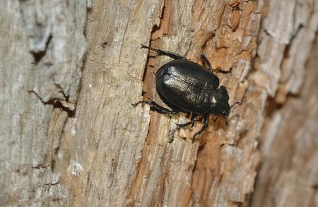 Schwarzer Juchtenkäfer, auch als Eremit bekannt, auf der Rinde eines Baumes