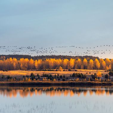 Kraniche fliegen über eine See- und Herbstlandschaft.