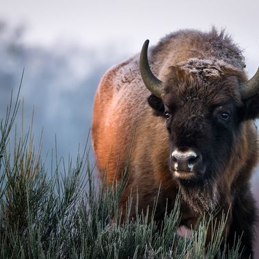 Wisente leben seit 2006 in Sielmanns Naturlandschaft, dem größten Erhaltungsprojekt in Deutschland