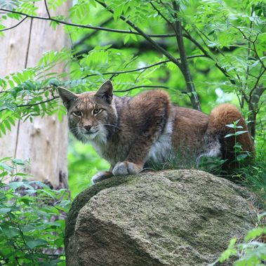 Eurasischer Luchs (Lynx lynx) sitzt auf einem Stein.