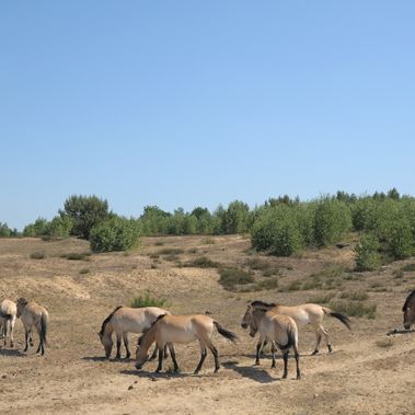 Döberitzer Heide. Foto: Thomas Stephan