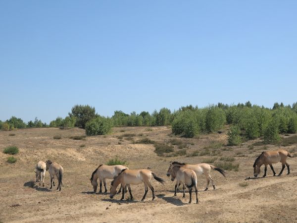 Döberitzer Heide. Foto: Thomas Stephan