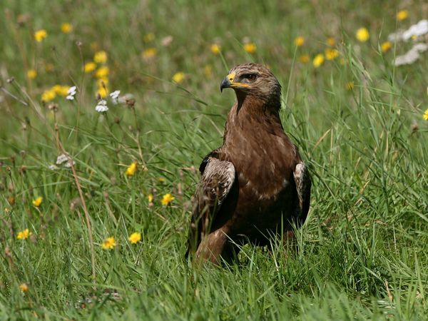 Schreiadler sind in Deutschland streng geschützt. Foto: Hans Glader