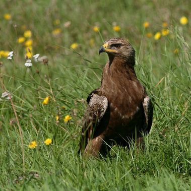 Schreiadler sind in Deutschland streng geschützt. Foto: Hans Glader