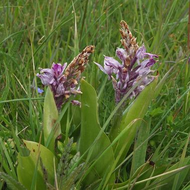 Rosa blühende Orchideen mit gedrungenen pyramidenförmigen Blütenbüscheln vertrocknen von der Spitze her.