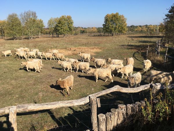 25 Färsen, das sind ausgewachsene weibliche Tiere, die noch nicht gekalbt haben, fressen für den Naturschutz. (Foto: Elisabeth Fleisch)