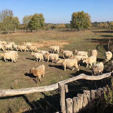 25 Färsen, das sind ausgewachsene weibliche Tiere, die noch nicht gekalbt haben, fressen für den Naturschutz. (Foto: Elisabeth Fleisch)