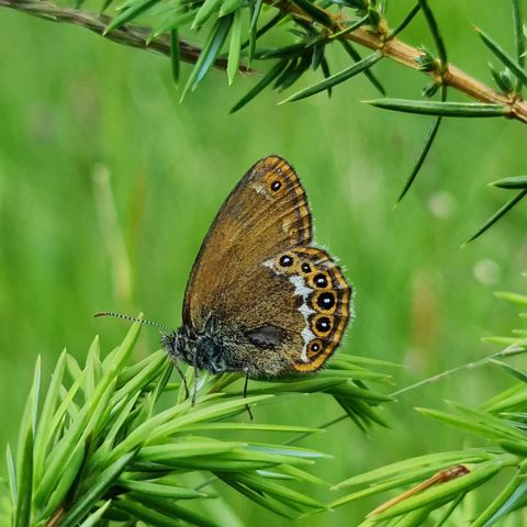 Das Wald-Wiesenvögelchen ist ein Edelfalter