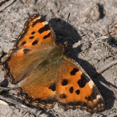 Ein Großer Fuchs (Nymphalis polychloros) in der Frühlingssonne der Döberitzer Heide.