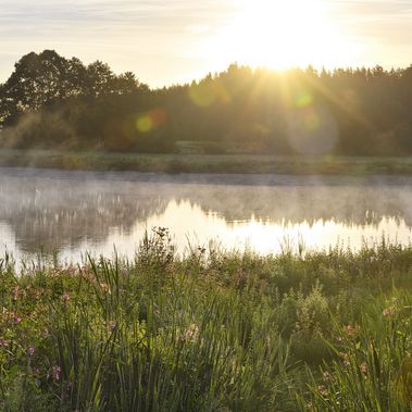 Bereits im August 2020 hat sich die Natur am Heinz-Sielmann-Weiher im Ruhestetter Ried große Flächen zurückerobert.