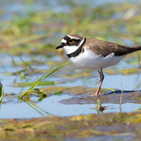 Ein Flussregenpfeifer steht an einer Pfütze zwischen Pflanzen im flachen Wasser. Der Vogel ist etwa amselgroß, hat aber lange grünliche Beine. Sein Bauch und Brust sind weiß, sein Rücken braun befiedert. Am Hals trägt er einen schwarzen Federring, genausi über den Augen, sodass es aussieht, als ob er eine Binde trägt.