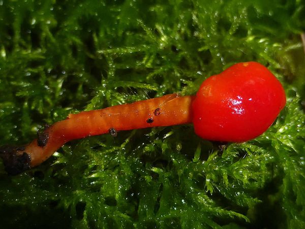 Foto von Korallenrotem Saftling, ein feuerroter Pilz mit Moos im Hintergrund