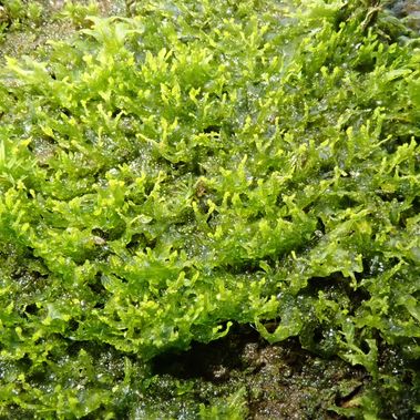 Die Blauende Igelhaube (Metzgeria violacea) wurde zum ersten Mal in Brandenburg nachgewiesen. Foto: Dr. Jörg Müller