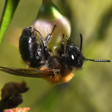 Eine Heidelbeer-Sandbiene sammelt Pollen und Nektar an Heidelbeerblüten im Wald.