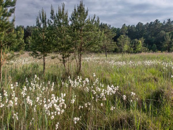 Bergener Moor - Foto: Ralf Donat