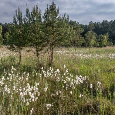 Bergener Moor - Foto: Ralf Donat