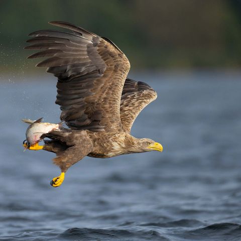 Seeadler fliegt mit Beute über Wasser