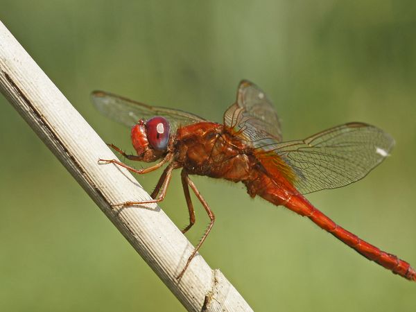 Die Feuerlibelle. Foto: Mario Trampenau