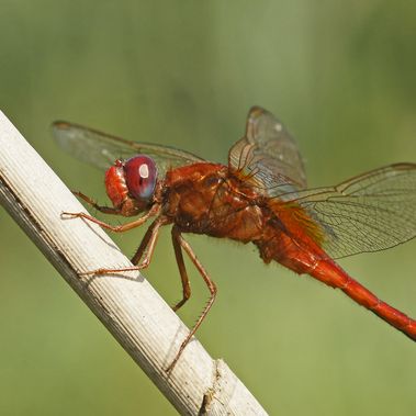 Die Feuerlibelle. Foto: Mario Trampenau