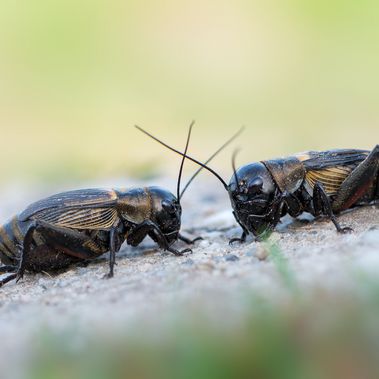 Zwei Feldgrillen beim Balzen