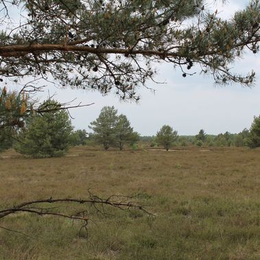 Kyritz-Ruppiner Heide im Mai. Foto: Kristin Sendler