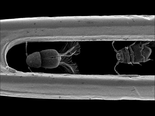 REM-Aufnahme von Zwergkäfer Nephanes titan in einem Nadelöhr.