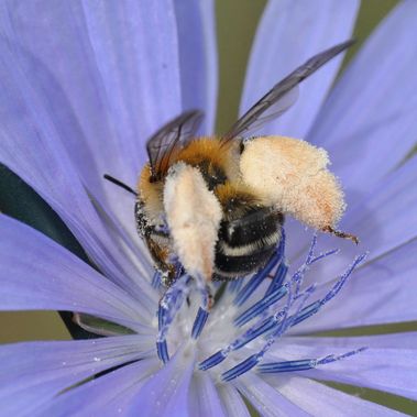 Die Braunbürstige Hosenbiene (Dasypoda hirtipes) ist im Sommer oft am Wegesrand in den Blüten der Wegwarte (Cichorium intybus) zu beobachten.