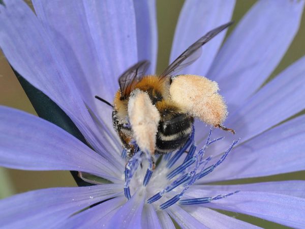 Die Braunbürstige Hosenbiene (Dasypoda hirtipes) ist im Sommer oft am Wegesrand in den Blüten der Wegwarte (Cichorium intybus) zu beobachten.