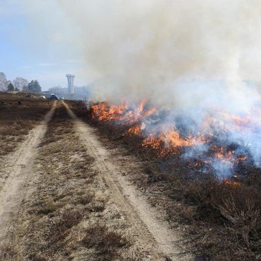 Landschaftspflege durch kontrollierte Brände verjüngt die Heidebestände.