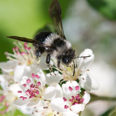 Graue Sandbiene, Foto: Hannes Petrischak