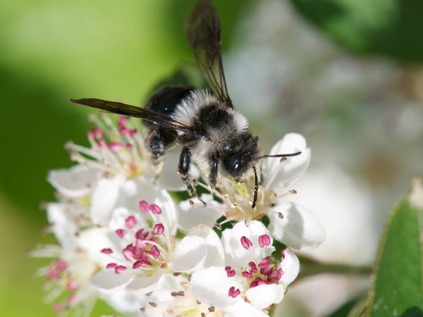 Graue Sandbiene, Foto: Hannes Petrischak