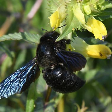 Dicker Brummer: Blauschwarze Holzbiene in der Döberitzer Heide