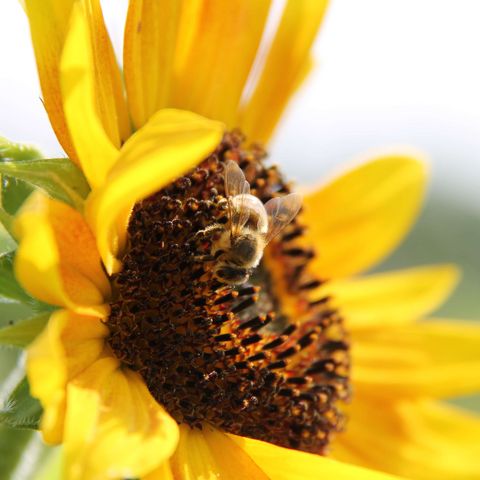 Sonnenblume mit Biene darauf