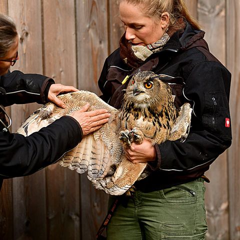 Eine Frau hält einen Uhu, die zweite Frau links schaut den Flügel an und zieht ihn auf.