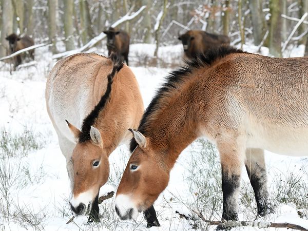 Wisente und Przewalskipferde im ersten Schnee 2021 in der Kernzone der Döberitzer Heide. Vom Wanderweg am Zaun der Kernzone entlang können die großen Pflanzenfresser beobachtet werden.