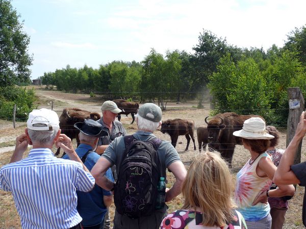 In der Döberitzer Heide traf die Gemeinschaft auf die größten Bewohner der Wildniskernzone -Wisente. Foto: Heinz Sielmann Stiftung 